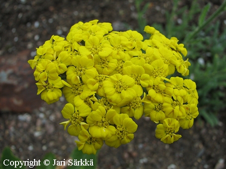 Achillea tomentosa, kivikärsämö